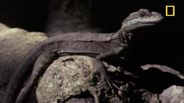 Jesus Christ Lizard