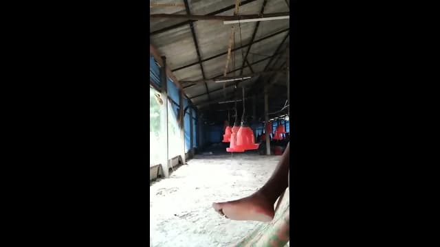 Sex In Chicken Farm